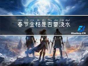 春节金桔是否要浇水