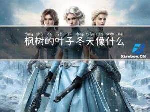 枫树的叶子冬天像什么