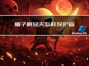 柚子树冬天怎样保护管理