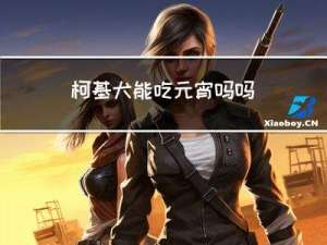 柯基犬能吃元宵吗吗