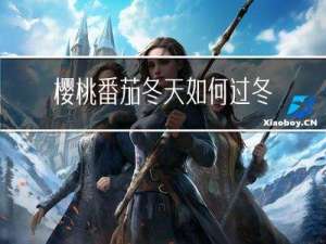 樱桃番茄冬天如何过冬