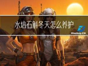 水培石斛冬天怎么养护
