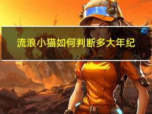 流浪小猫如何判断多大年纪