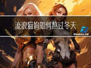 流浪猫狗如何熬过冬天
