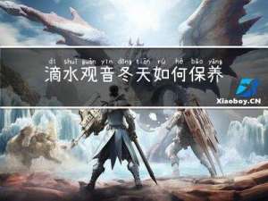 滴水观音冬天如何保养皮肤