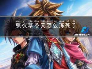 熏衣草冬天怎么冻死了
