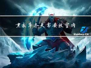 熏衣草冬天需要放室内吗