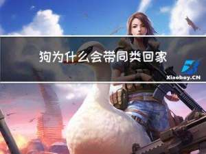 狗为什么会带同类回家过年