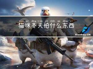 猫咪冬天怕什么东西