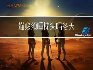 猫必须睡枕头吗冬天