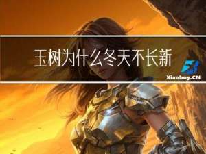 玉树为什么冬天不长新叶