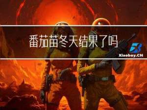 番茄苗冬天结果了吗
