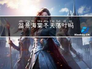 盆景海棠冬天落叶吗