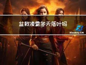 盆栽凌霄冬天落叶吗