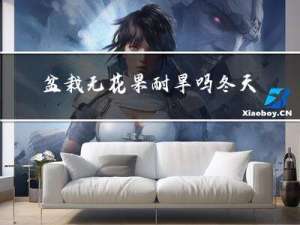 盆栽无花果耐旱吗冬天