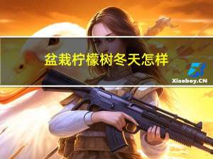 盆栽柠檬树冬天怎样