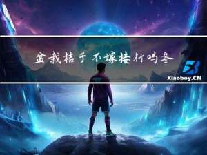 盆栽桔子不嫁接行吗冬天