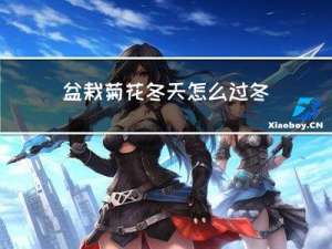 盆栽菊花冬天怎么过冬