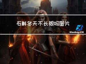 石斛冬天不长根吗图片