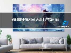 神秘果树冬天叶片怎样