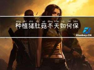 种植猪肚菇冬天如何保温