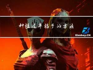 种植过年桔子的方法