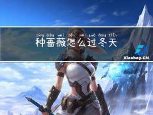 种蔷薇怎么过冬天