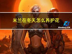 米兰在冬天怎么养护花