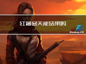 红薯冬天能结果吗