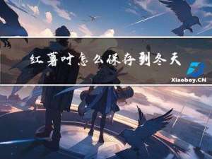 红薯叶怎么保存到冬天