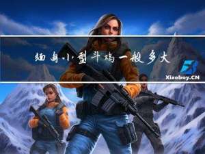 缅甸小型斗鸡一般多大年龄