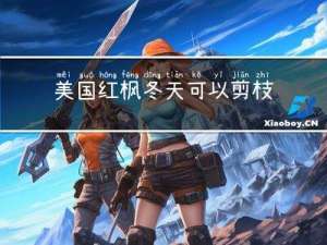 美国红枫冬天可以剪枝吗