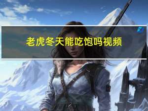 老虎冬天能吃饱吗视频