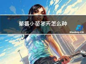 草莓小苗冬天怎么种