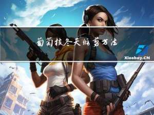 葡萄枝冬天修剪方法