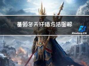 蔷薇冬天扦插方法图解简单