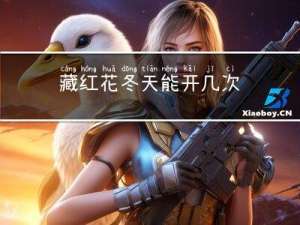 藏红花冬天能开几次