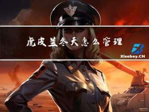 虎皮兰冬天怎么管理