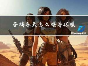 蛋鸡冬天怎么喂养保暖