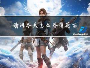 请问冬天怎么养薄荷苗