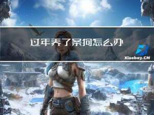 过年养了条狗怎么办