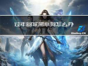 过年回家带小狗怎么办作文