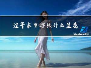 过年家里摆放什么兰花好