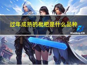 过年成熟的枇杷是什么品种