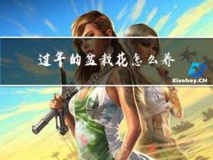 过年的盆栽花怎么养