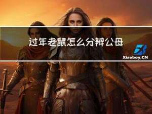 过年老鼠怎么分辨公母图解