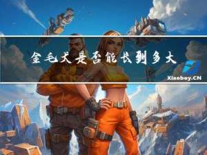 金毛犬是否能长到多大年龄