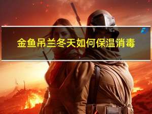金鱼吊兰冬天如何保温消毒
