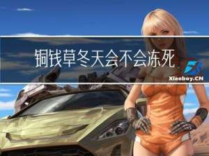 铜钱草冬天会不会冻死