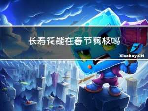 长寿花能在春节剪枝吗